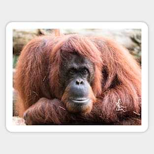 Close-up of an adult orangutan Sticker